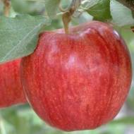 Саджанець Яблуня Роял Гала в контейнері